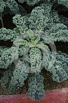 Curly kale photo