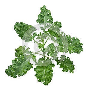 Curly kale plant isolated on white background