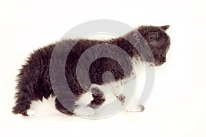 Curly kitten Selkirk Rex on white background