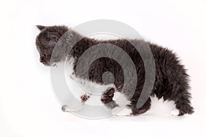 Curly kitten Selkirk Rex on white background