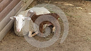 curly lamb on the farm, farm animals, sheep farming and agriculture