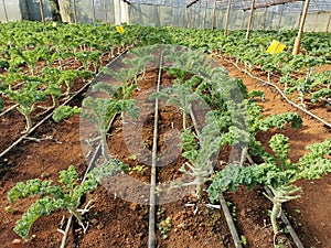curly leaf kale cultivation practice
