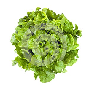 Curly Leaf lettuce Isolated