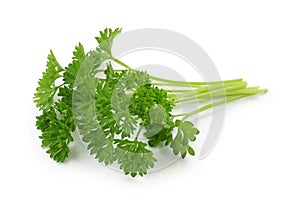 Curly leaf parsley