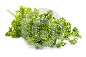 Curly Leaf Parsley