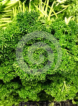 Curly leaf parsley