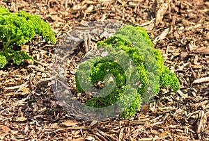 Curly leaf parsley growing in vegetable garden