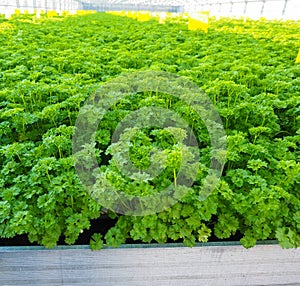 Curly leaf parsley in huge metal tray