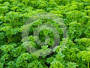 Curly leaf parsley