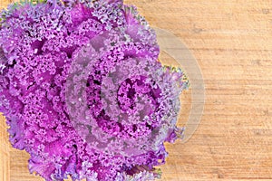 Curly-leaf purple kale closeup texture