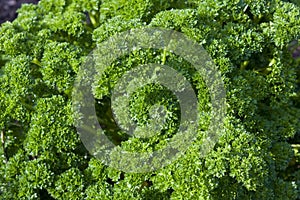 Curly Leafed Parsley Bunch