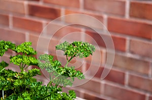 Curly leaved parsley with brick wall