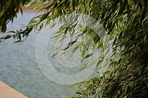 Curly leaves on the branches of the coastal willow
