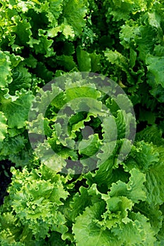 curly leaves of green and natural lettuce growing