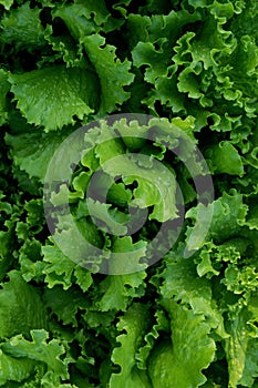 Curly leaves of green and natural lettuce growing