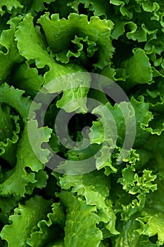 Curly leaves of green and natural lettuce growing