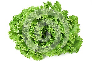 Curly lettuce