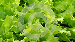 Curly lettuce healthy nutrition