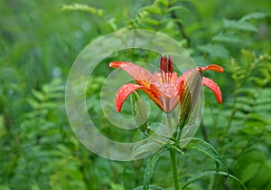 Wild lily in the forest in the rain photo