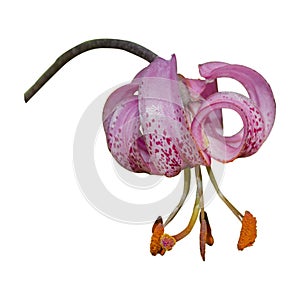 Lilium martagon commonly known as Martagon lily or Turk`s cap lily photo