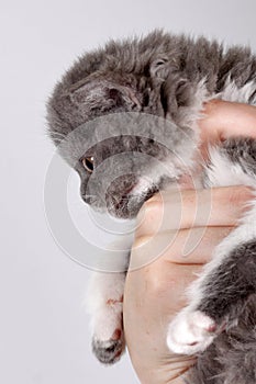 Curly little gray kitten breed Selkirk Rex in a human hand,