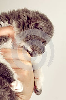 Curly little gray kitten breed Selkirk Rex in a human hand,