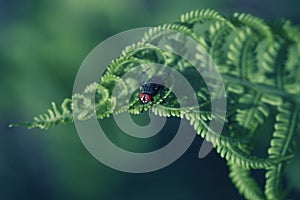 Curly navy fern frond in spring forest with sunrise as natural f