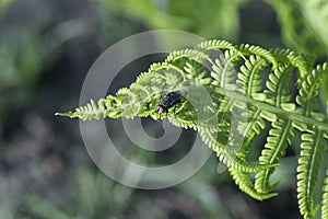 Curly navy fern frond in spring forest with sunrise as natural f