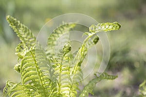 Curly navy fern frond in spring forest with sunrise as natural f