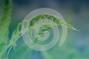 Curly navy fern frond in spring forest with sunrise as natural f