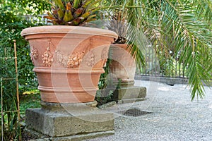 Curly palms in flowerpots in old garden