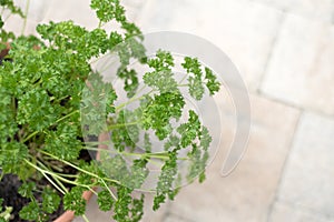 Curly parsley in a clay Pot