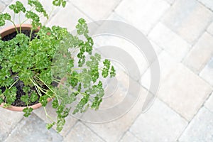 Curly parsley in a clay Pot