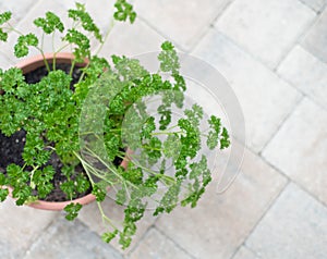 Curly parsley in a clay Pot