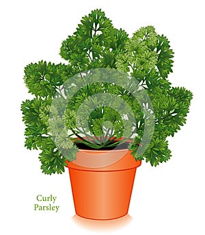Curly Parsley Herb in clay flower pot