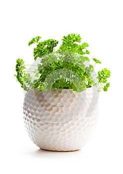 Curly parsley herbs in pot isolated on white background