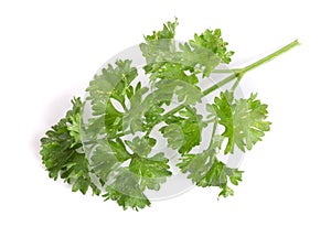 Curly parsley isolated on a white background