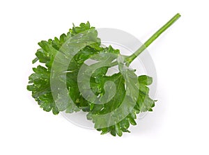 Curly parsley isolated on a white background