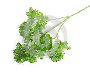 Curly parsley isolated on a white background