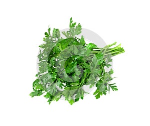 Curly Parsley Leaves Isolated