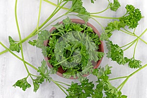 Curly parsley sprigs and chopped in a bowl