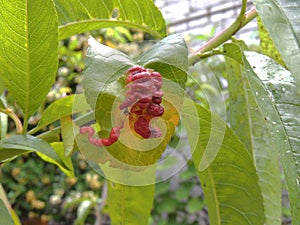 Curly on peach tree leaves. Leaf curl