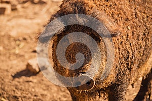 Curly pig of Hungarian breed Mangalitsa. mangalitsas curly hair hogs