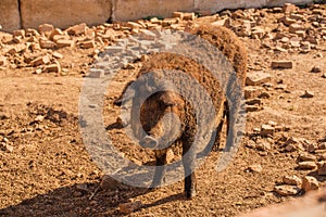 Curly pig of Hungarian breed Mangalitsa. mangalitsas curly hair hogs