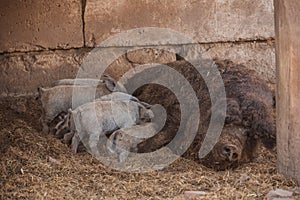 Curly pig of Hungarian breed Mangalitsa. mangalitsas curly hair hogs