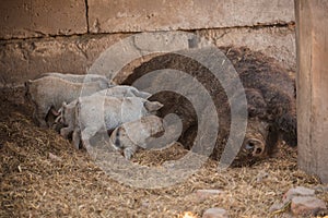 Curly pig of Hungarian breed Mangalitsa. mangalitsas curly hair hogs