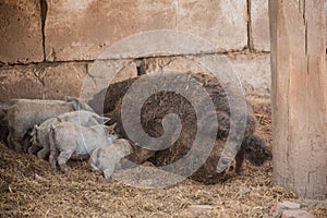 Curly pig of Hungarian breed Mangalitsa. mangalitsas curly hair hogs