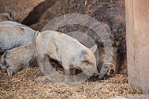 Curly pig of Hungarian breed Mangalitsa. mangalitsas curly hair hogs