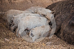 Curly pig of Hungarian breed Mangalitsa. mangalitsas curly hair hogs