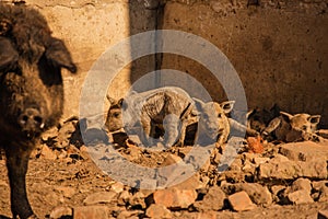 Curly pig of Hungarian breed Mangalitsa. mangalitsas curly hair hogs